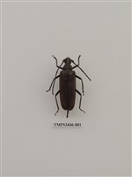 藏品(中華薄翅天牛)的圖片